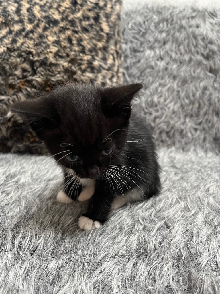 5 tabby kittens for sale 