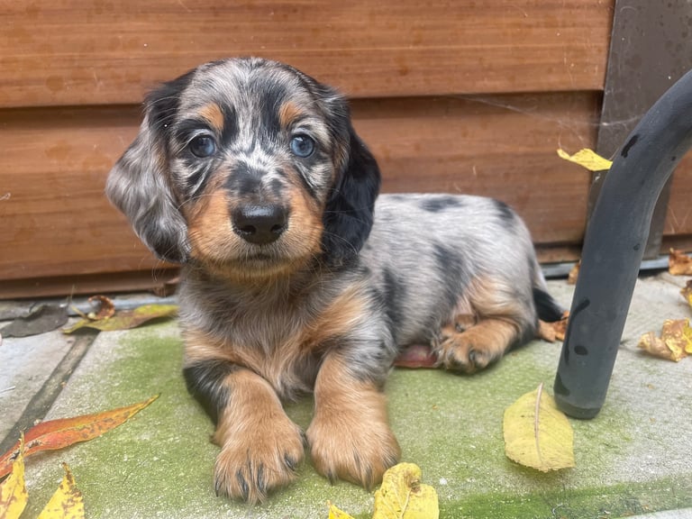 Long Haired Dachshund Puppies READY NOW!