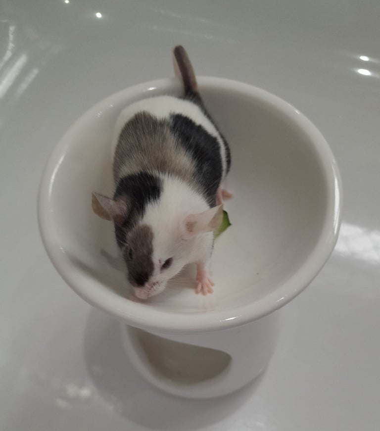 Mice for sale (Bucks)