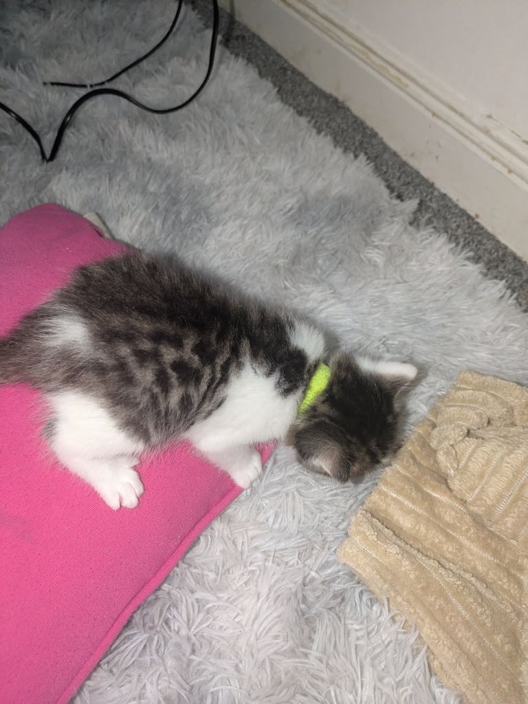 Kittens for sale 