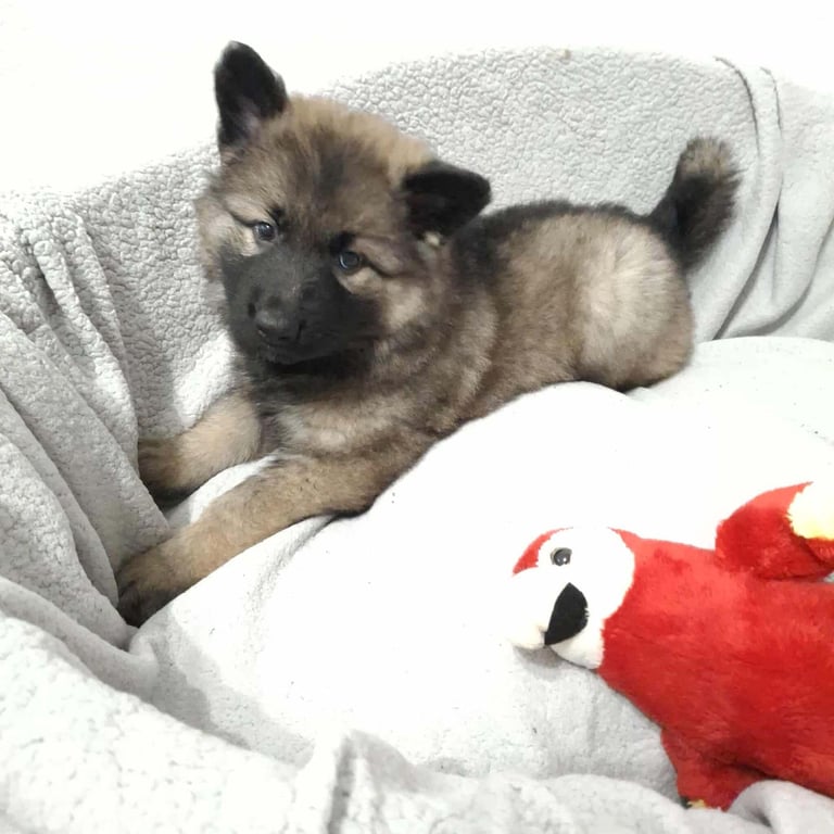 *Ready Now* German Shepherd Pups