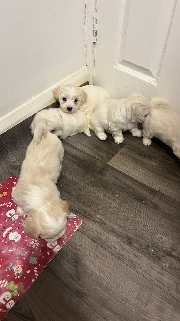 Maltese puppies for rehoming 