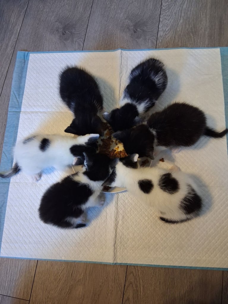 6 stunning kittens 
