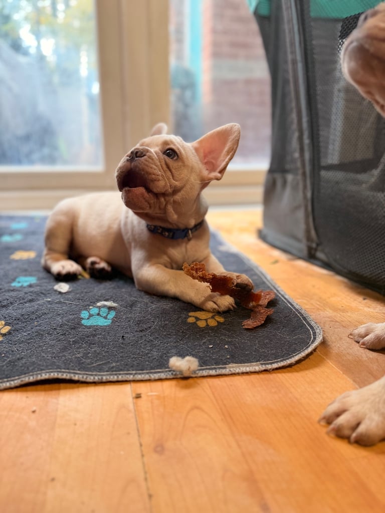 Beautiful White Frenchies READY NOW