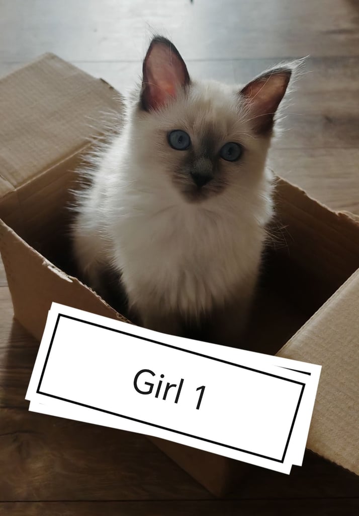 LAST THREE BEAUTIFUL 100% RAGDOLL