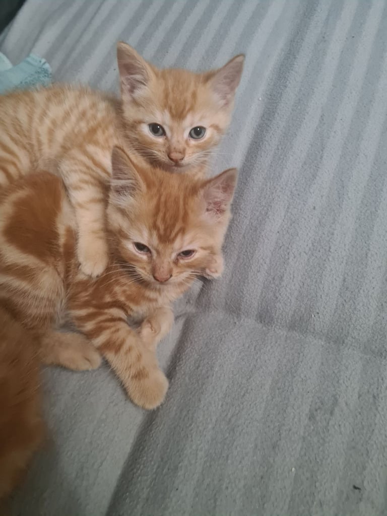 Beautiful Gorgeous Kittens