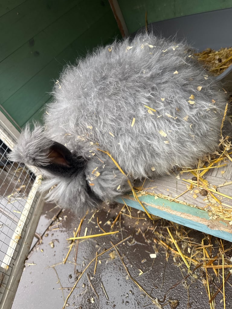 Rabbit for sale 