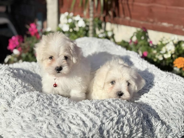 image for Bichon Maltese/puppies/dog/puppy