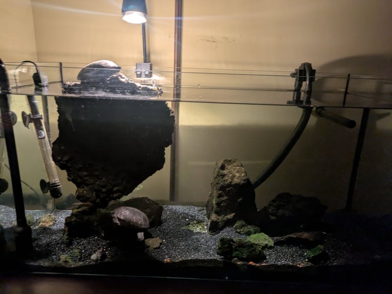 Musk turtles + complete equipment 