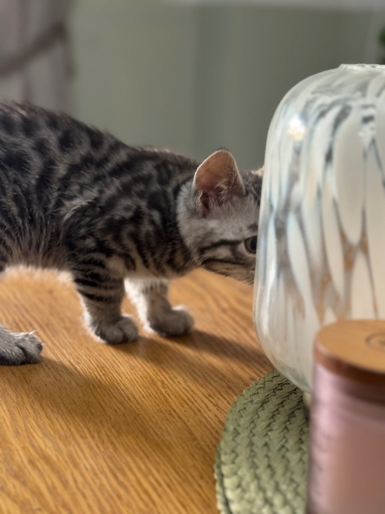 Maine coon cross Bengal kittens ready now 