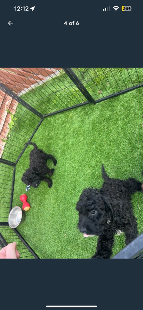 F2b cockapoos 