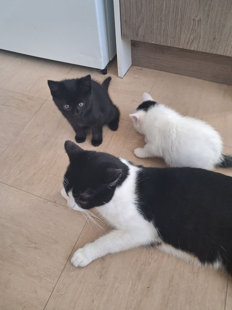 Kittens Beautiful one left black kitten girl  