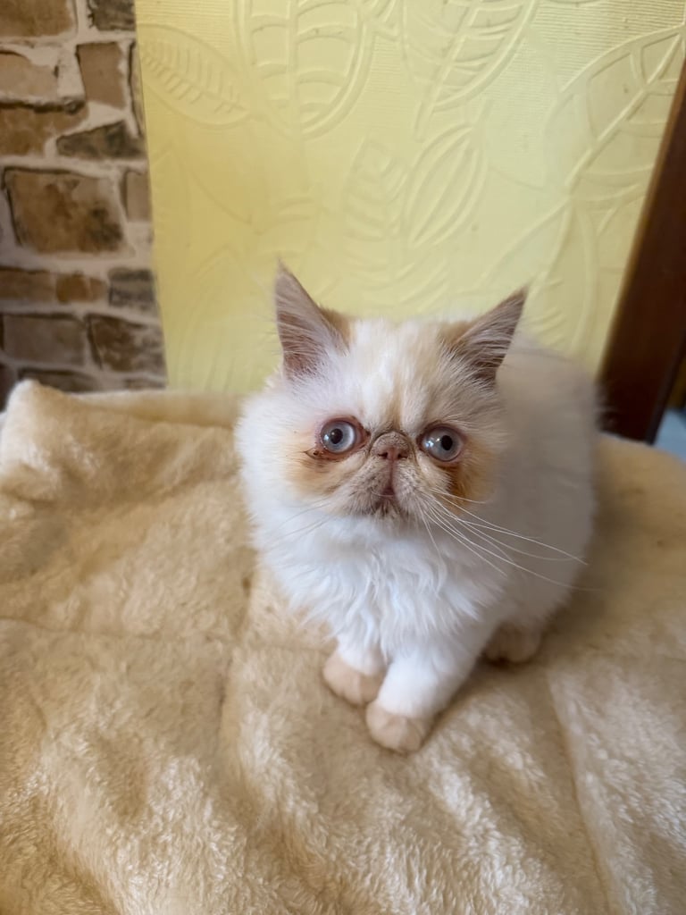 💗 Beautiful Persian Kittens 💗