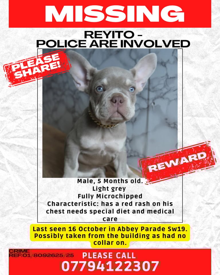 REYITO FRENCH BULLDOG SW19 LONDON