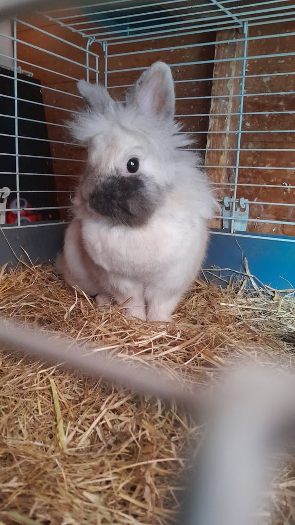 image for Lionhead doe 12months magpie colouring