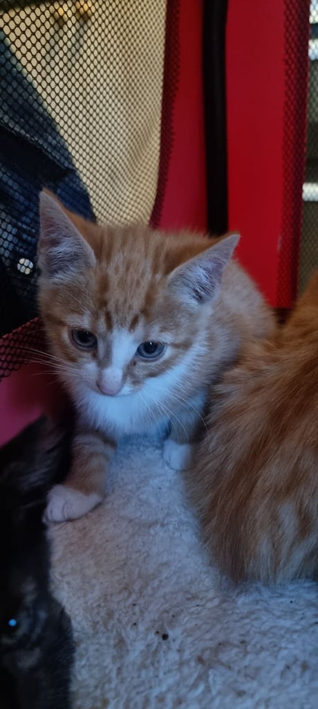image for Kittens for sale