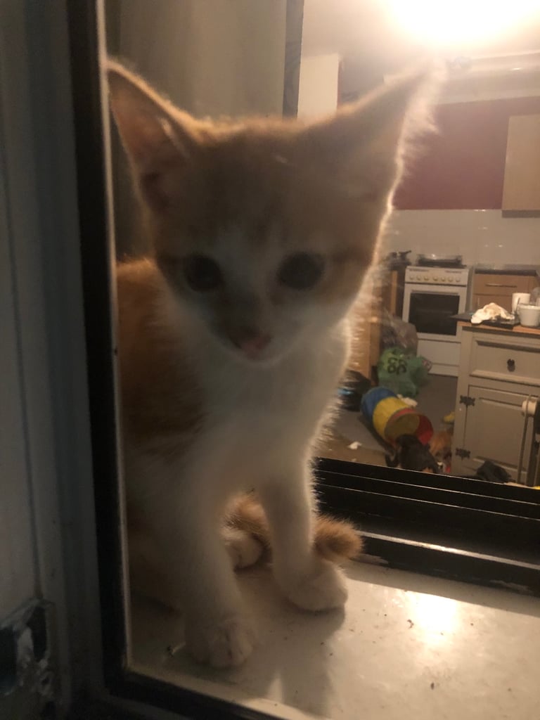 Beautiful Bombay  kittens 