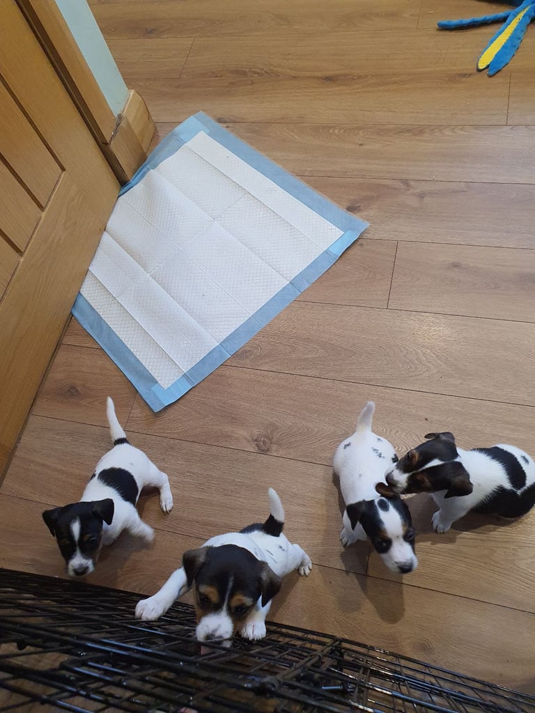 Jack Russell Puppies 