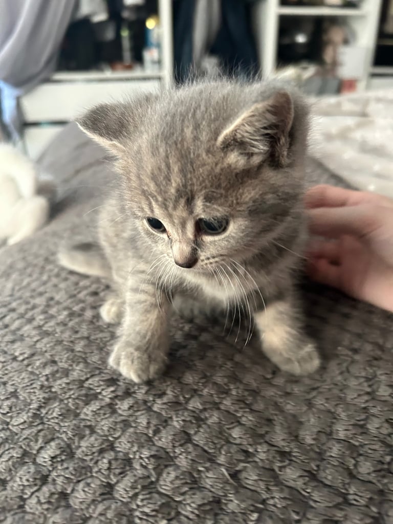 Only 2 black kittens left  READY TO LEAVE 