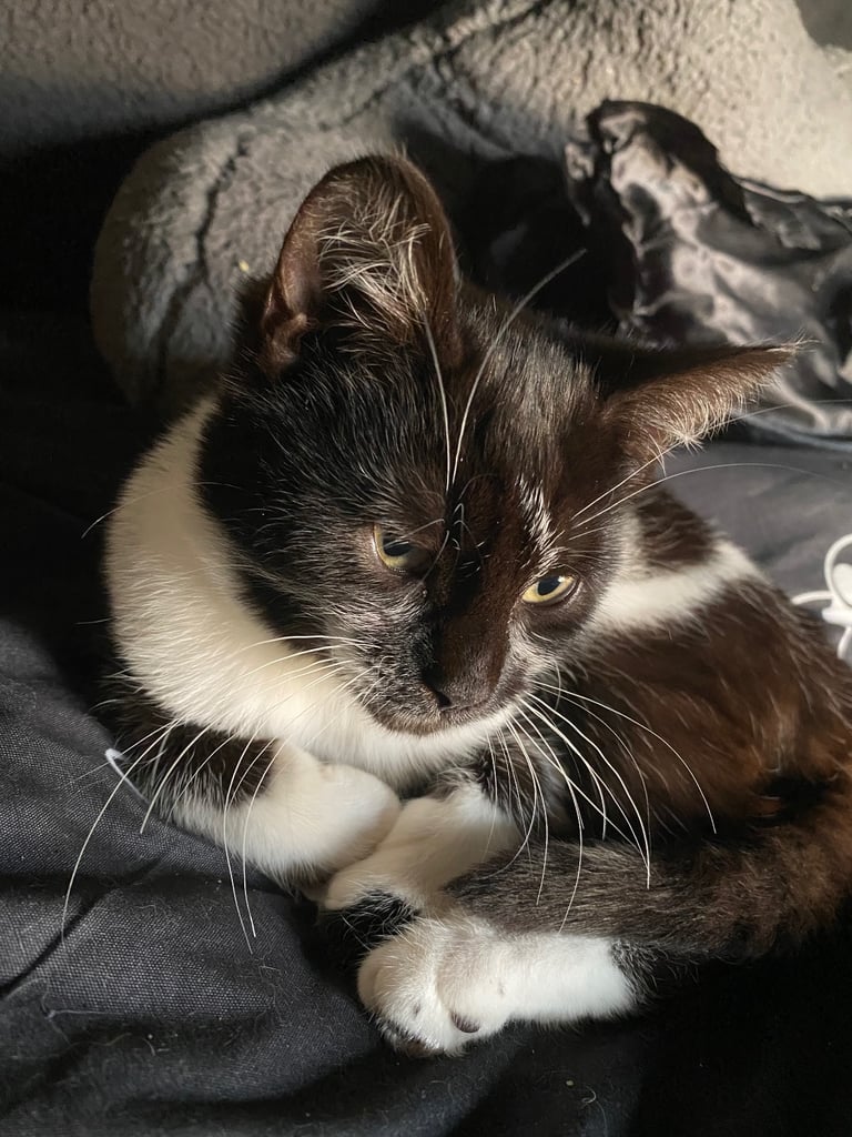 3 Kittens For Sale READY TO GO - Nuneaton 