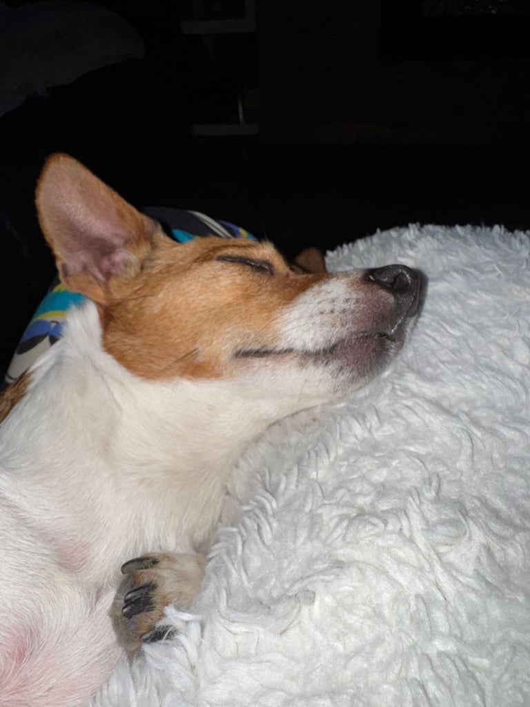 Re-homing two older dogs 