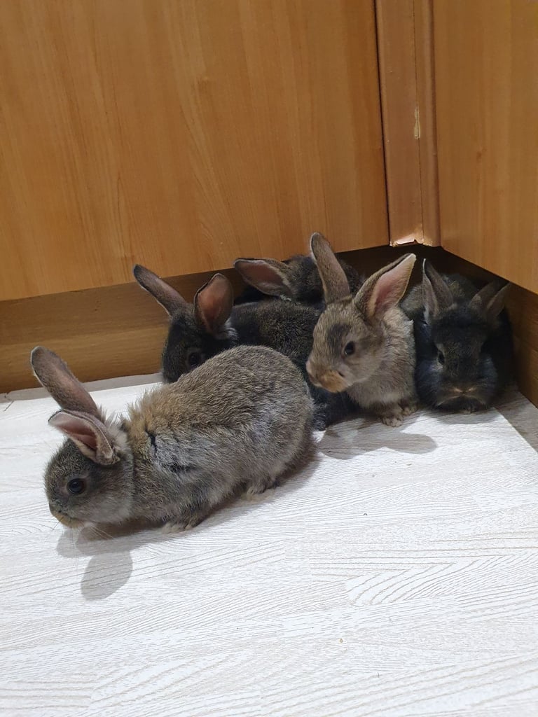 Rabbits for sale 