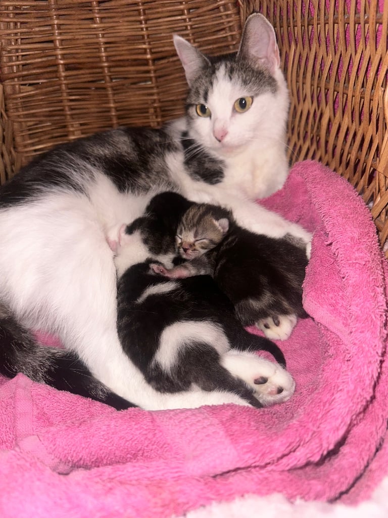 Kittens looking for forever homes 