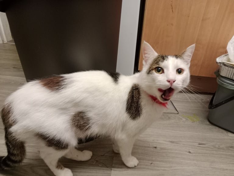 cat free for you ... vaccinated and chipped ....