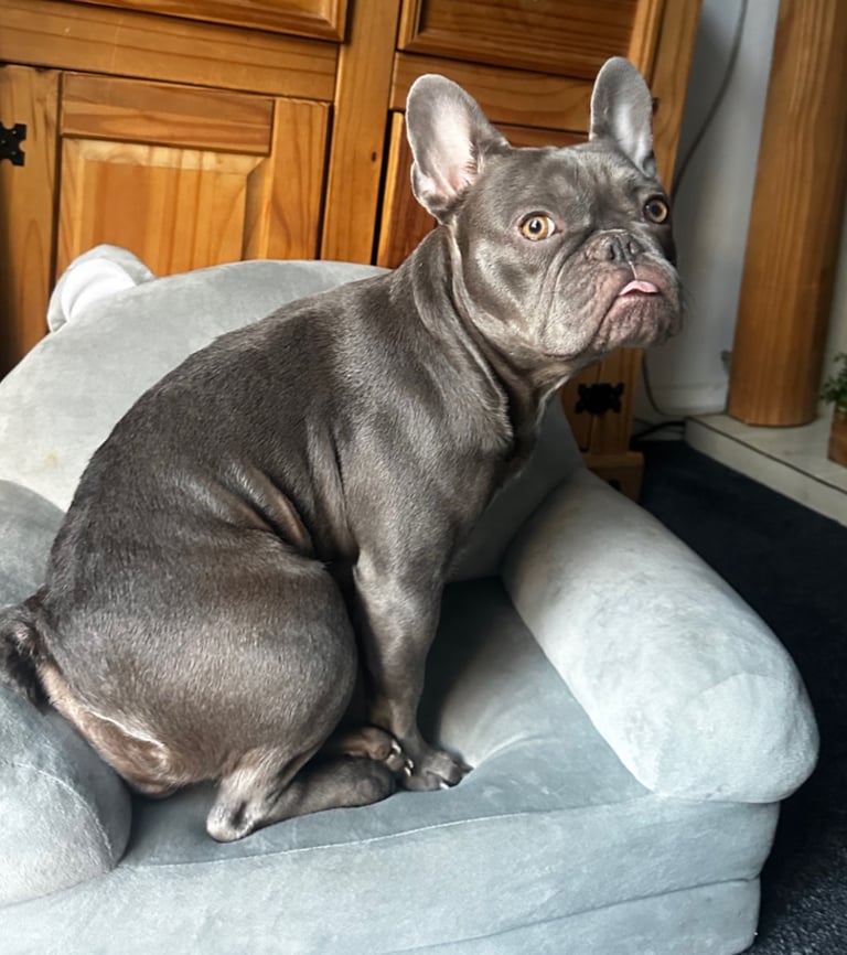 2 year old frenchie mix 