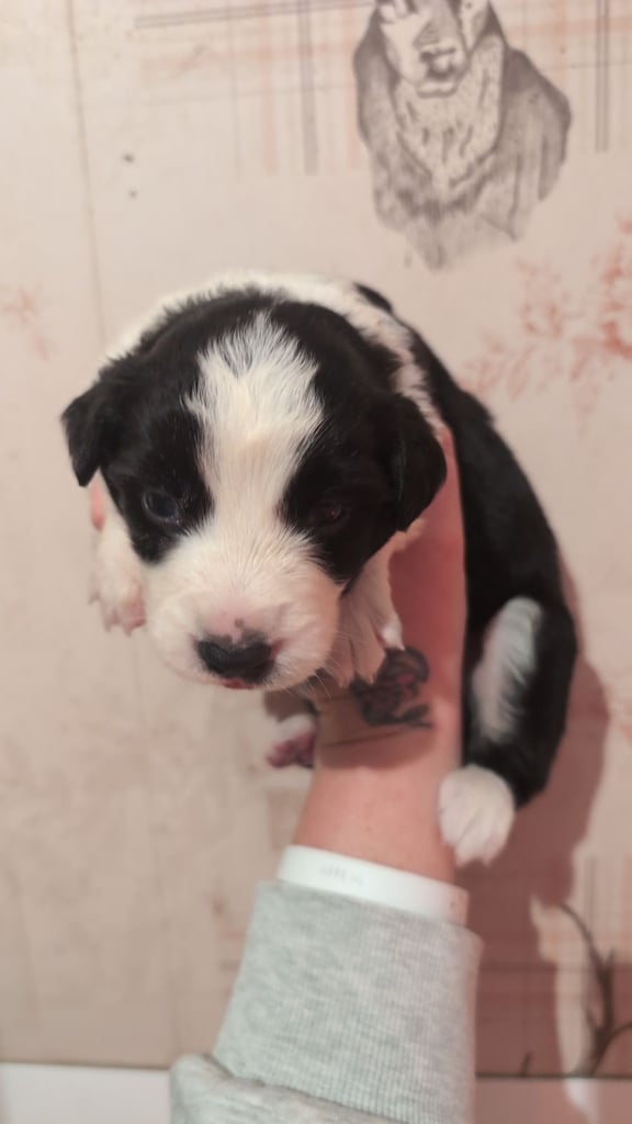 Border collie puppies