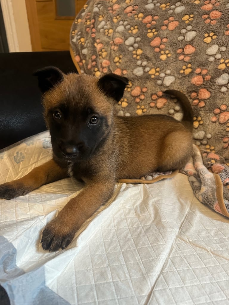🚨 Exceptional Belgian Malinois Puppies! 🚨