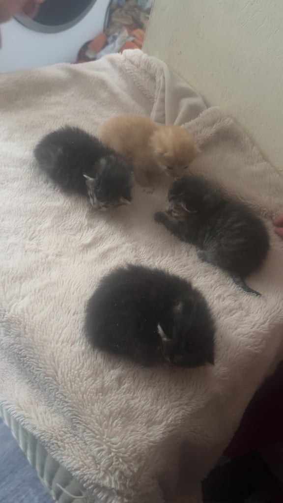 4 Gorgeous fluffy part ragdoll kittens 🐱