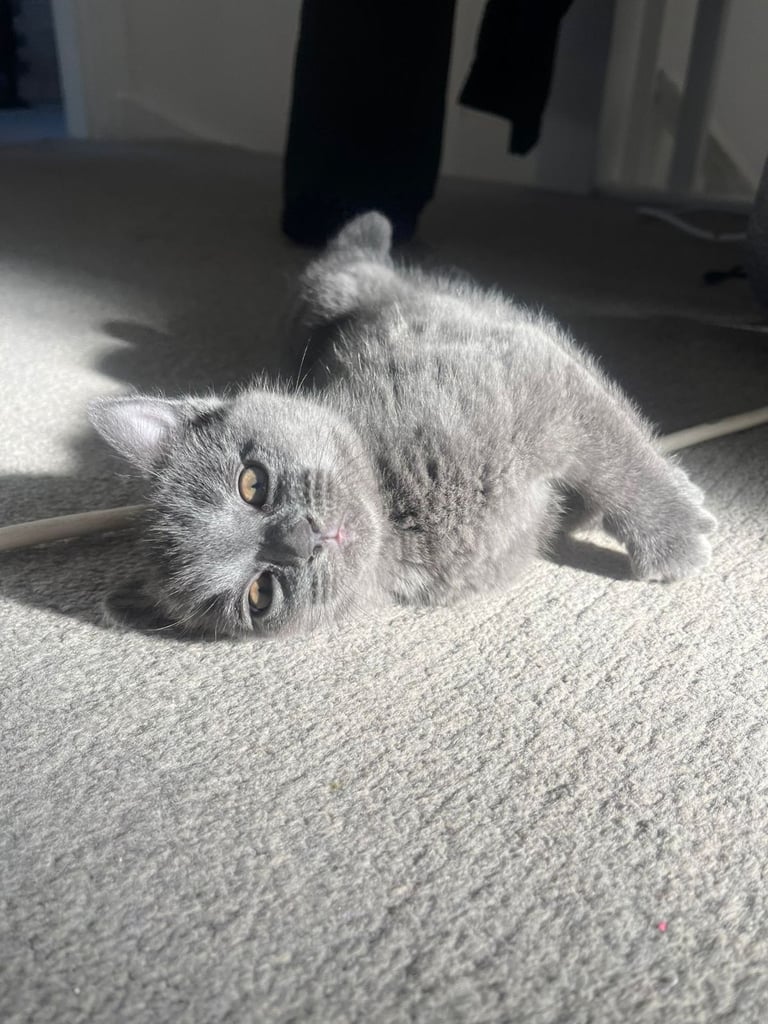 image for 2 female russian blues 