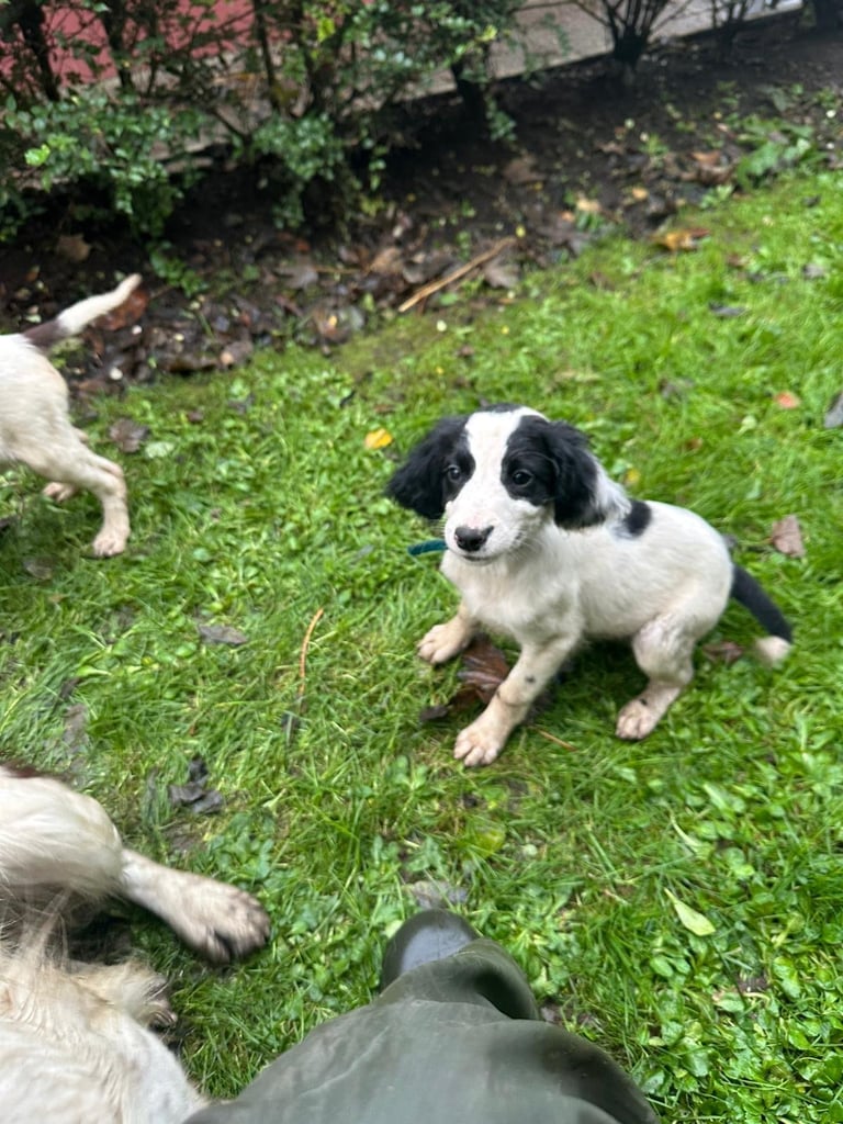 Springer spaniel pups 
