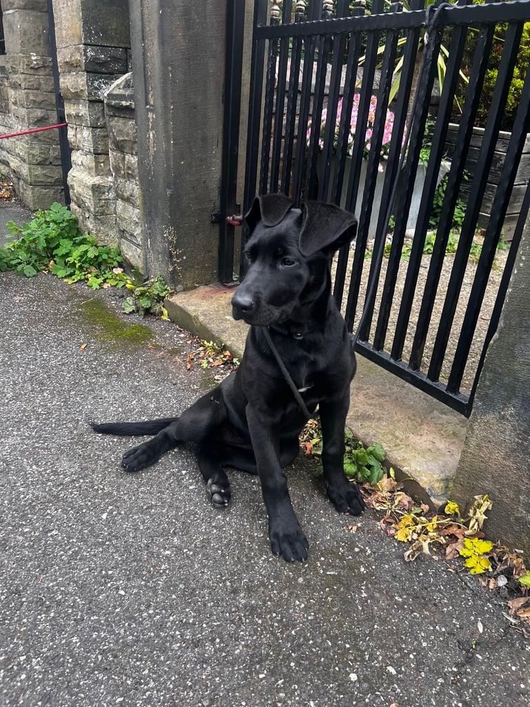 German shepherd cross