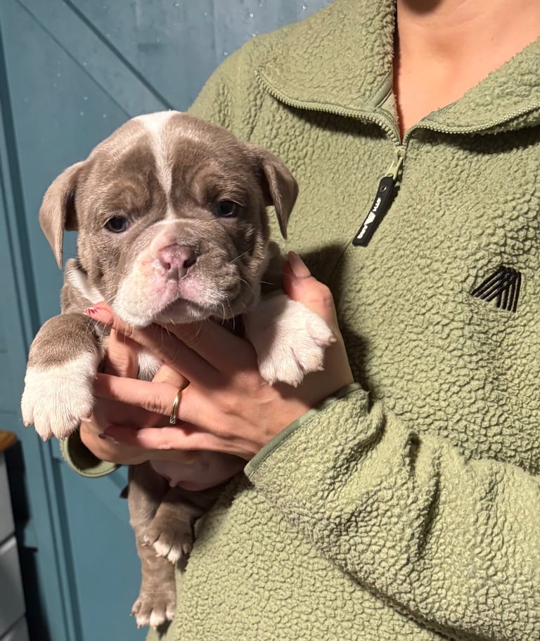 Old english for sale in Dogs Puppies for Sale Gumtree