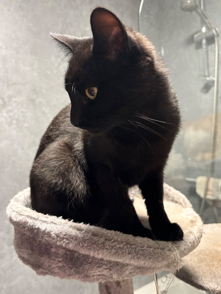Cats for sale 