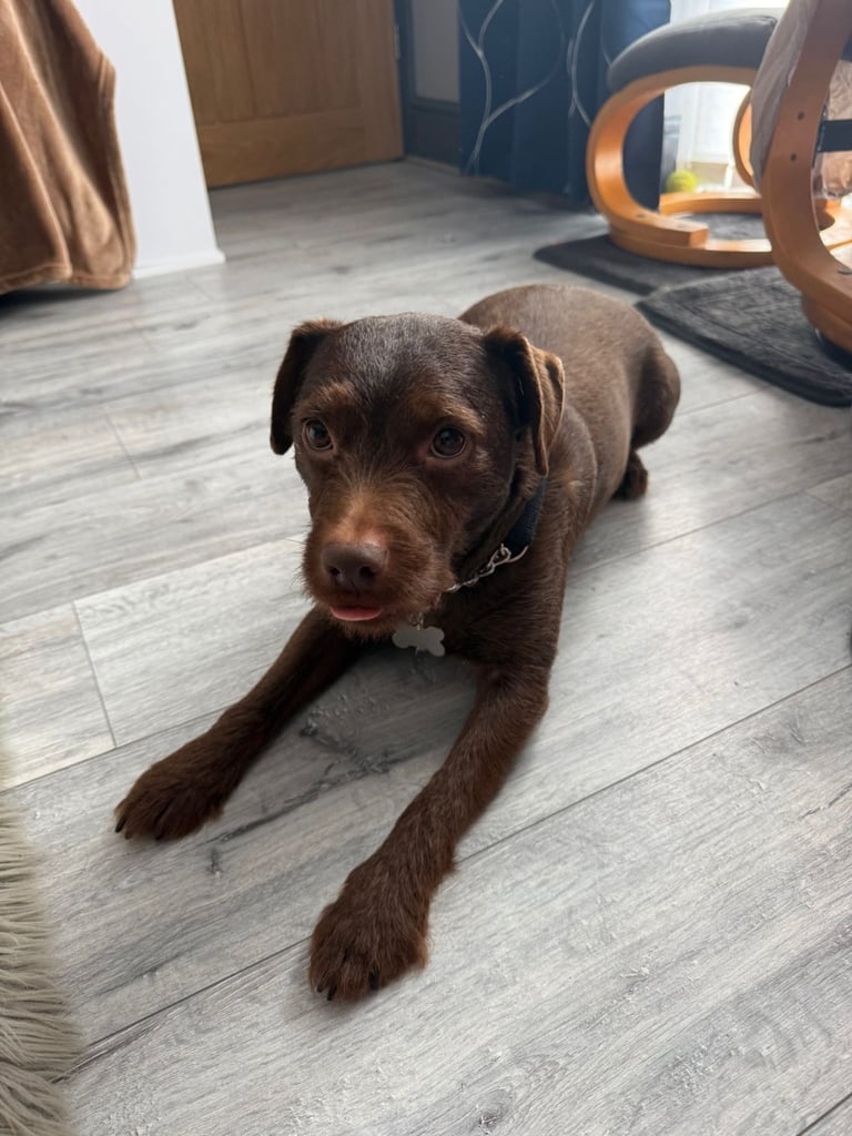 Dexter 5 year old patterdale