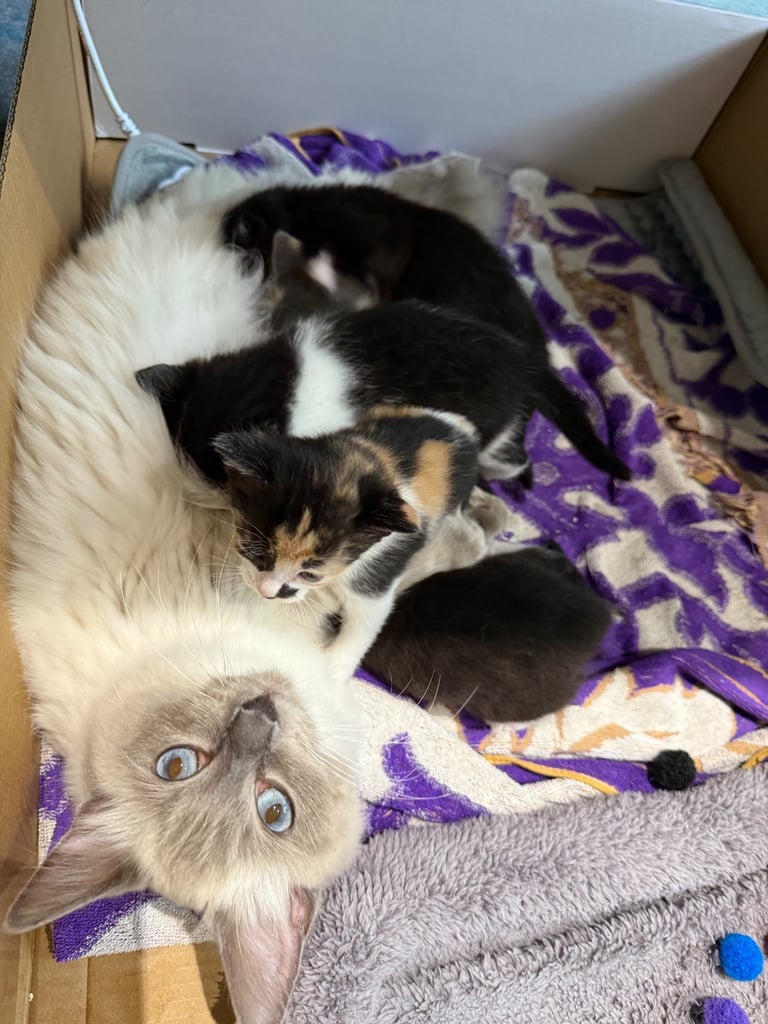 Last boy remaining - ragdoll cross kittens for sale 