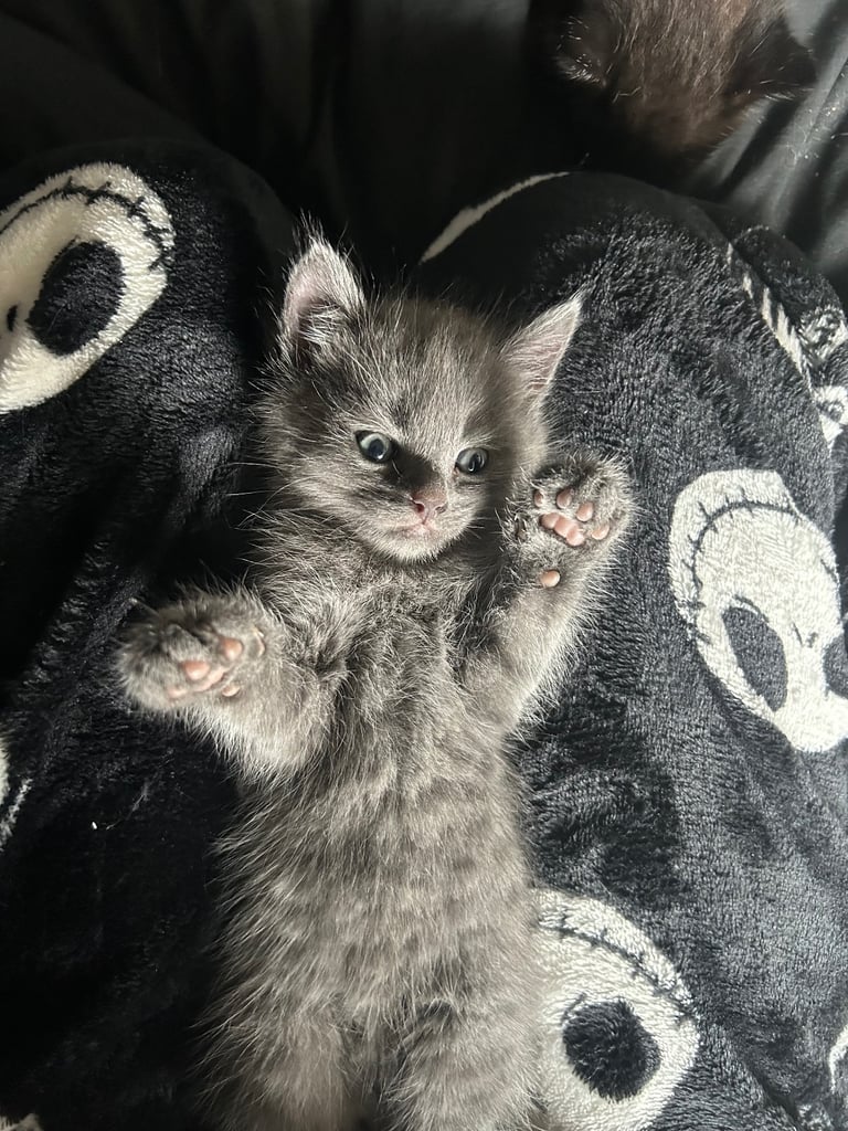 two beautiful kittens
