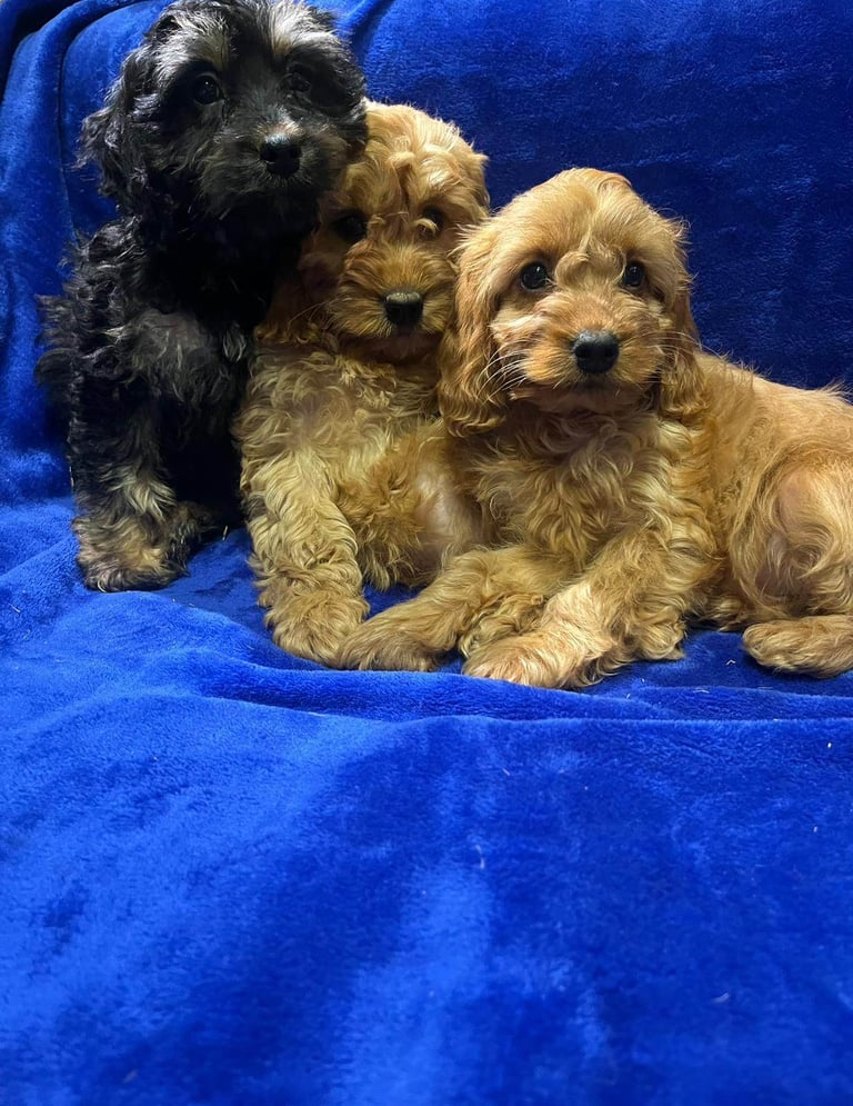 Cockapoo puppy's 
