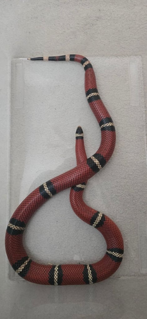 Milk Snakes