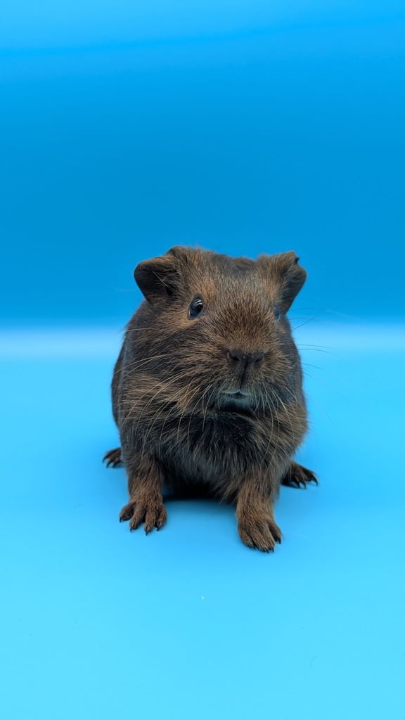 Baby Guinea Pig Boar (male) Chocolate Agouti Smooth Hair (Not Ready Yet)