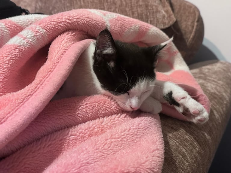 🐾 Adorable Kittens for  Sale🐾