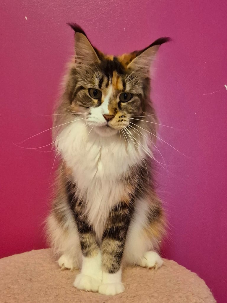 Maine coon gccf reg