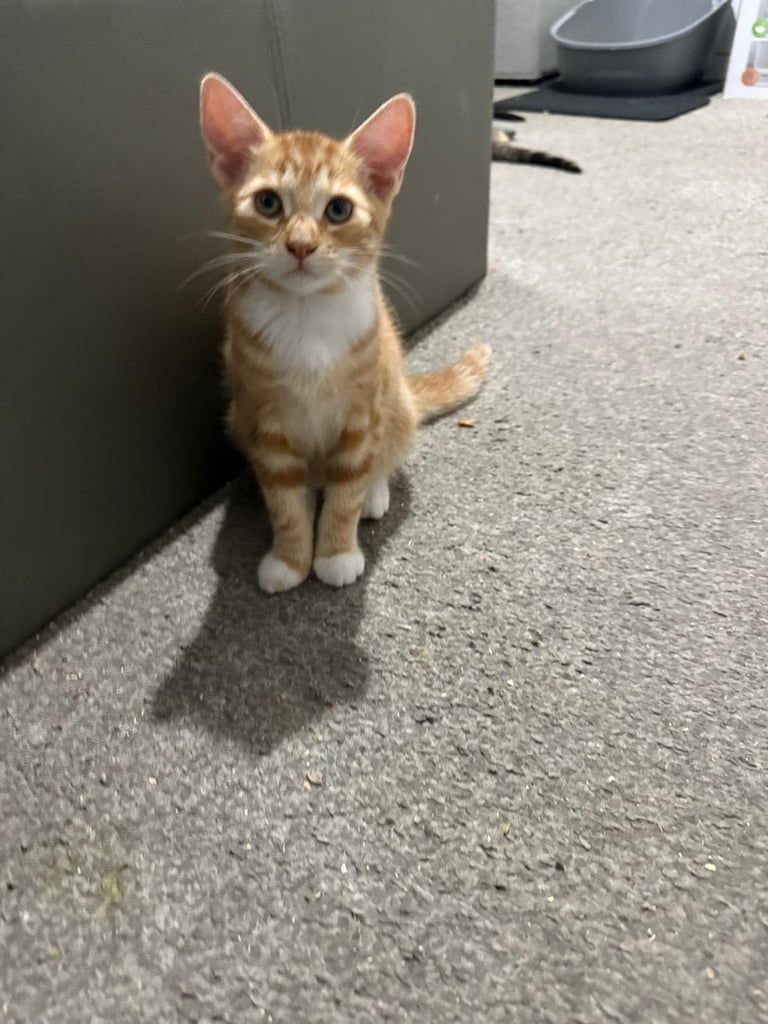 Selling my Ginger Kitten , Black kitten and tubby kitten and my black and ginger mixsturr 