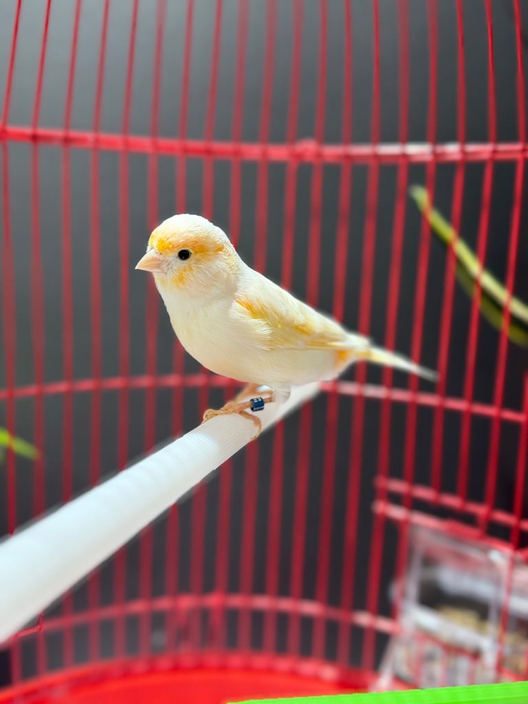 Male dimorphic canary with cage 