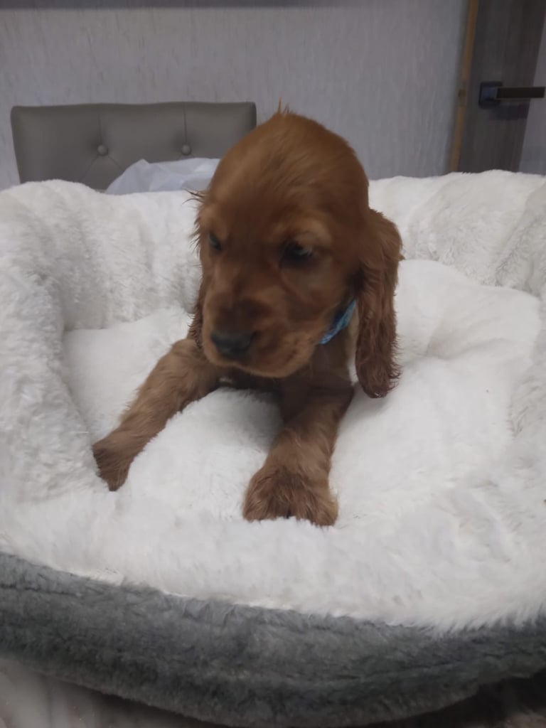 Cocker spaniel