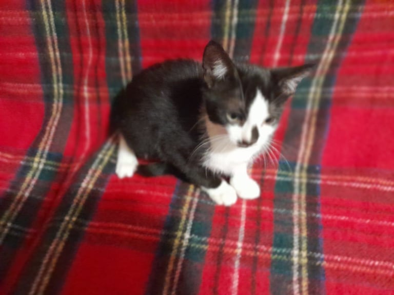  Female kitten for sale