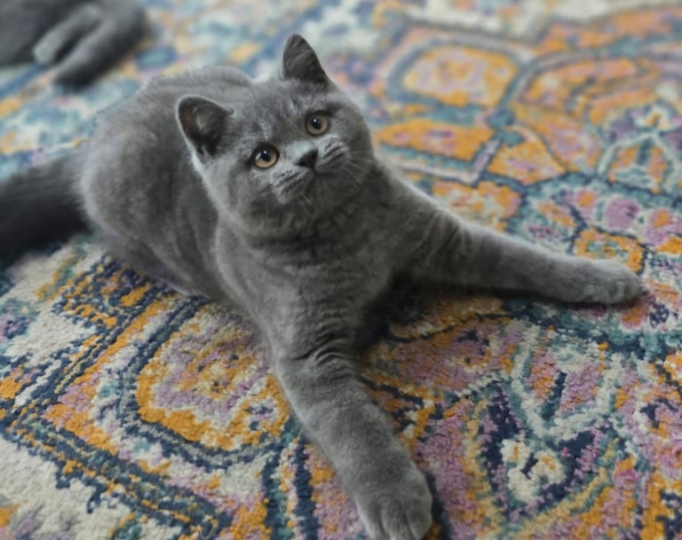 Gorgeous Beautifully British Short Hair Kittens